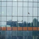 bird in view with glass